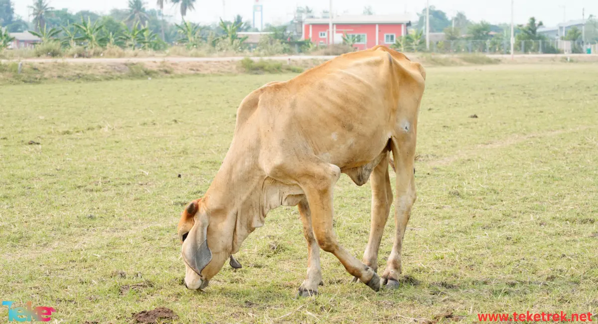 Skin Diseases in Cows