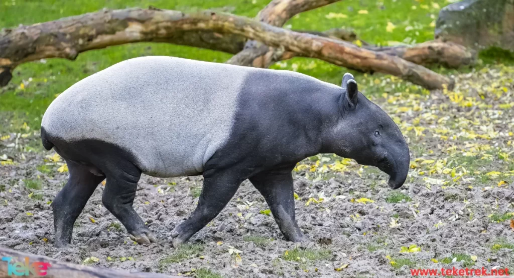 The 10 rarest animals in the world