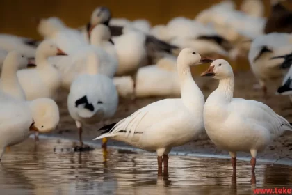 snow geese