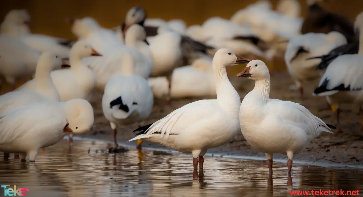 snow geese