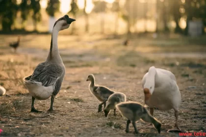 Nene geese