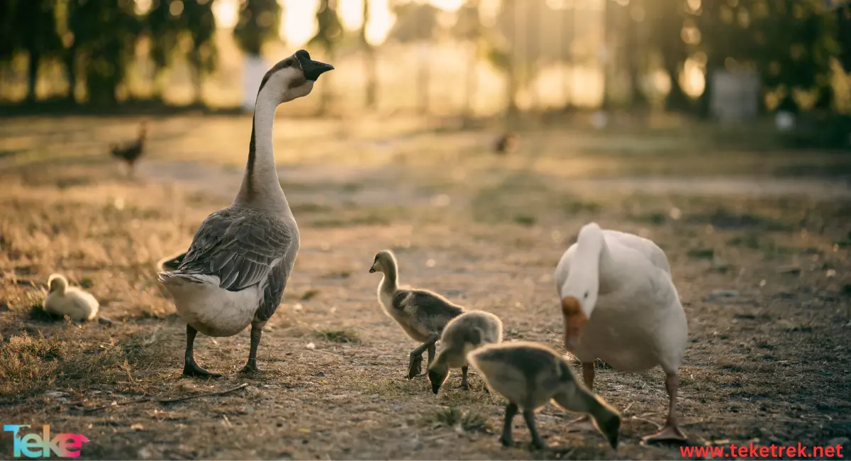 Nene geese