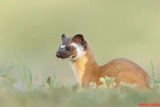 Colombian weasel