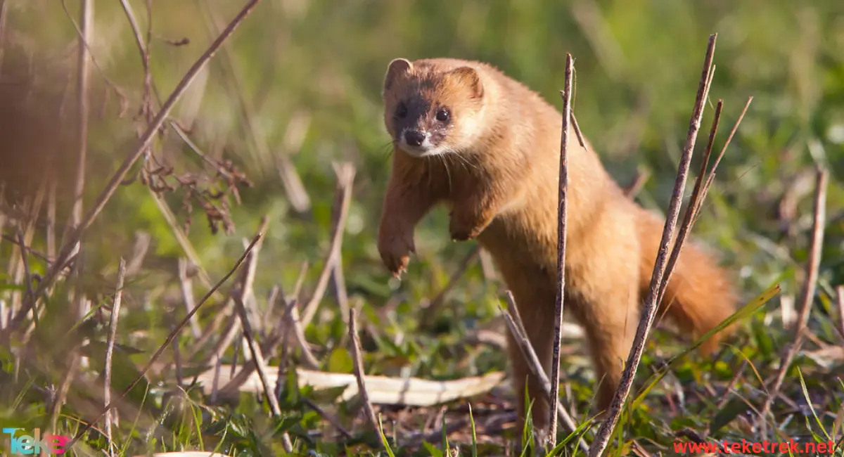 the Japanese weasel