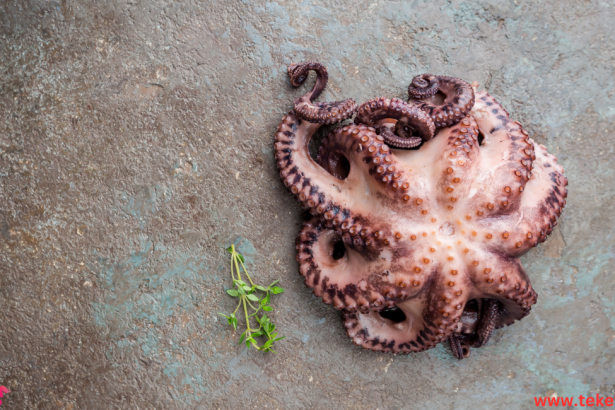 the Atlantic octopus