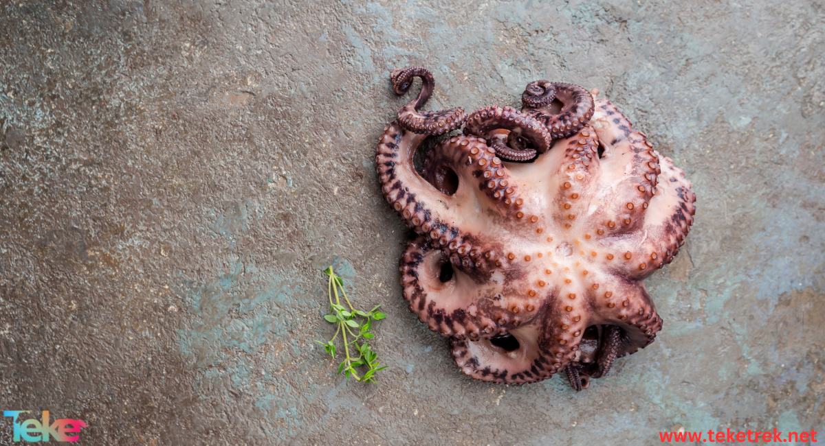 the Atlantic octopus