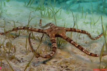 Mimic octopus