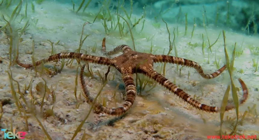 Mimic octopus