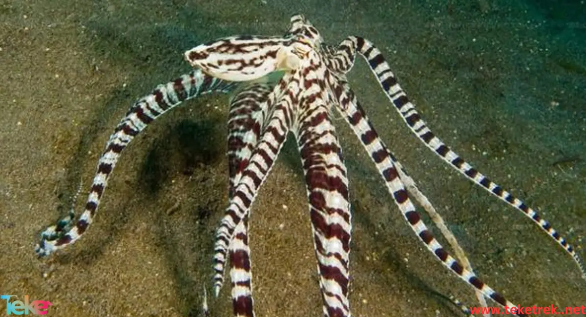 Mimic octopus