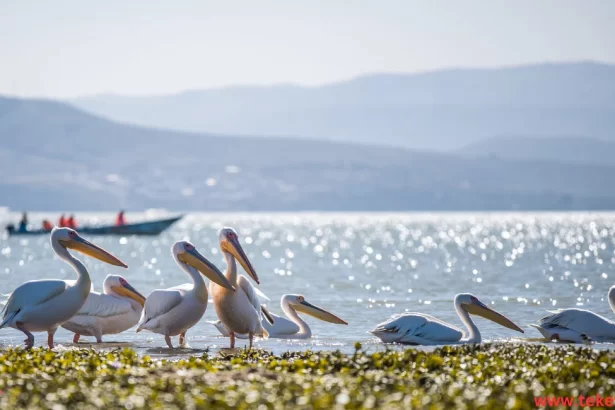 Dalmatian pelicans