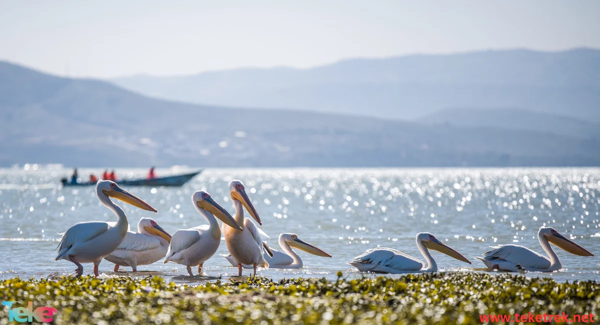 Dalmatian pelicans