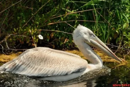 Dalmatian pelicans