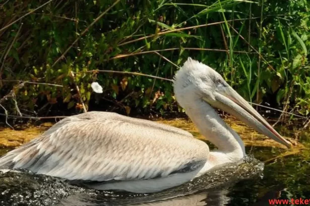 Dalmatian pelicans