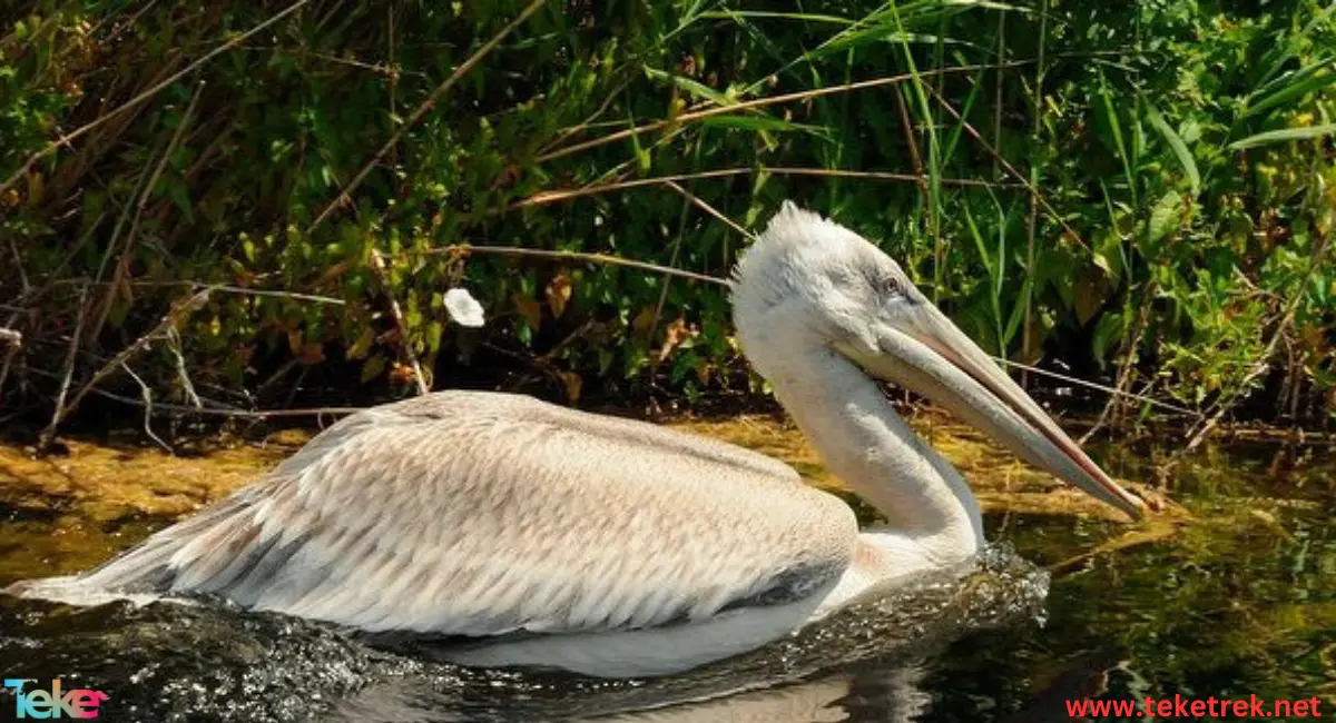 Dalmatian pelicans