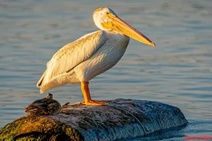 Spot-billed pelican