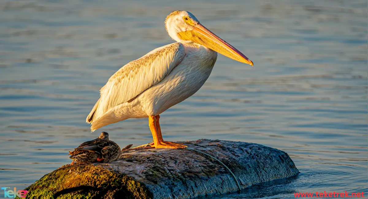 Spot-billed pelican