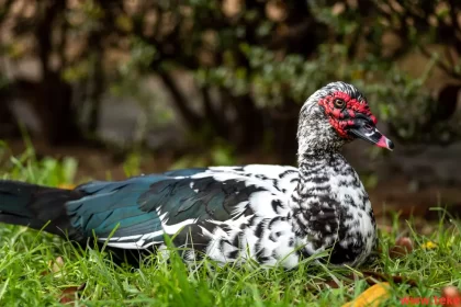 the Muscovy duck