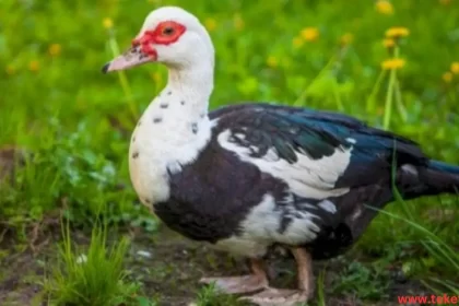 the Muscovy duck