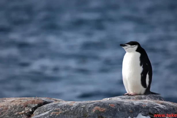 The  Adélie penguin