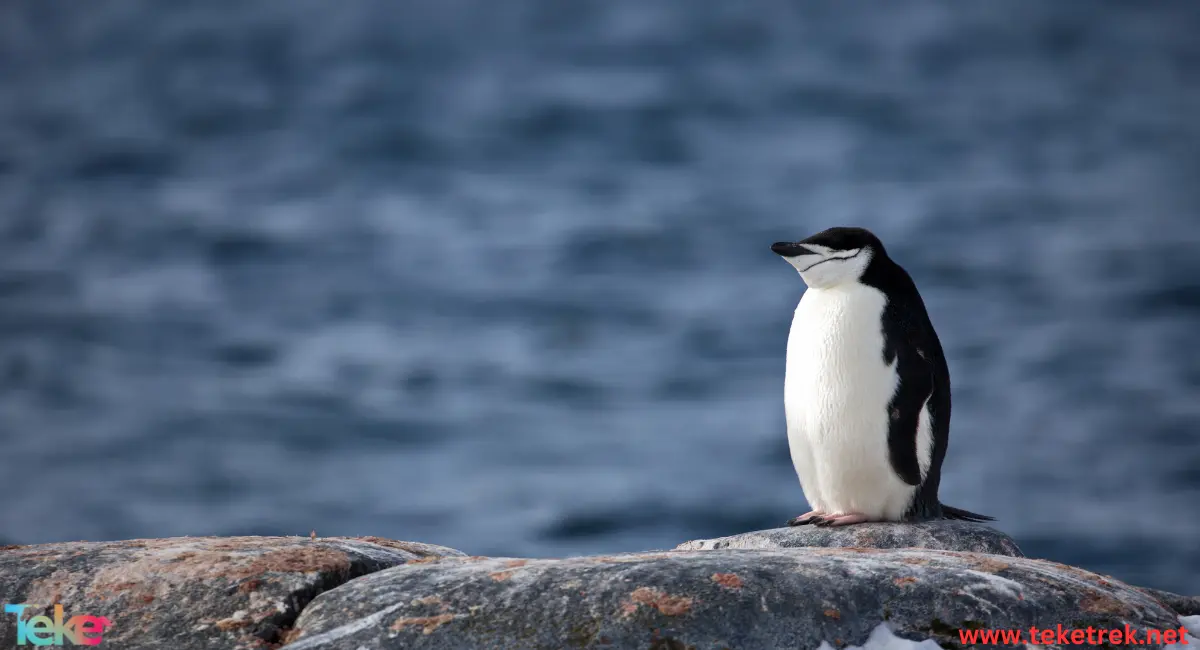 The  Adélie penguin