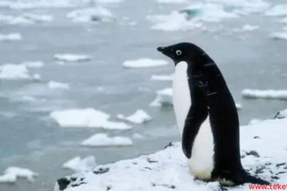 The  Adélie penguin