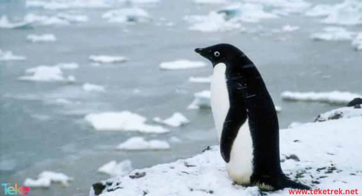 The  Adélie penguin