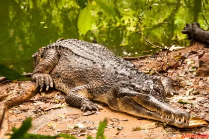 Cuban crocodile