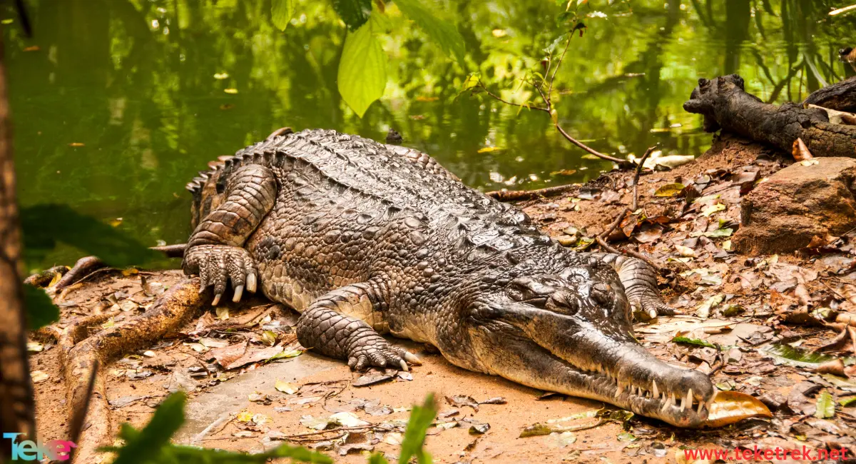 Cuban crocodile