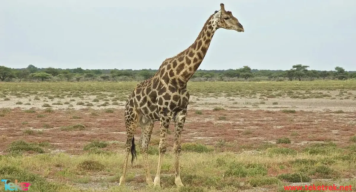 Angolan giraffe