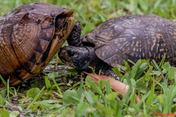 Box turtles