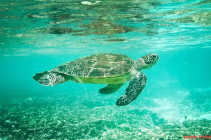 Green Sea Turtles