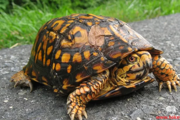 Box turtles