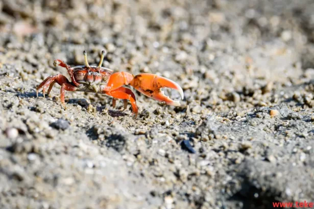 The fiddler crab