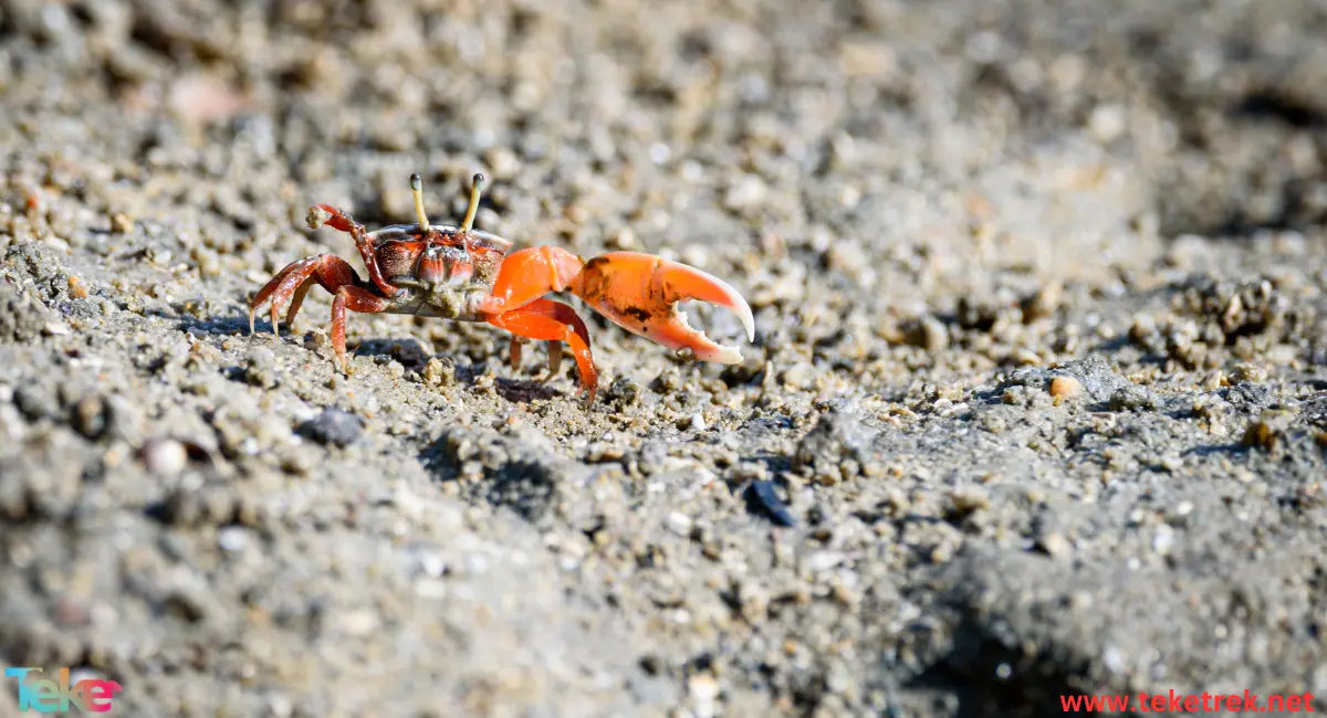 The fiddler crab