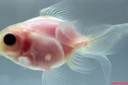 Transparent fish