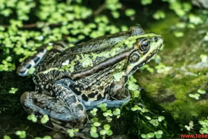 the mossy frog