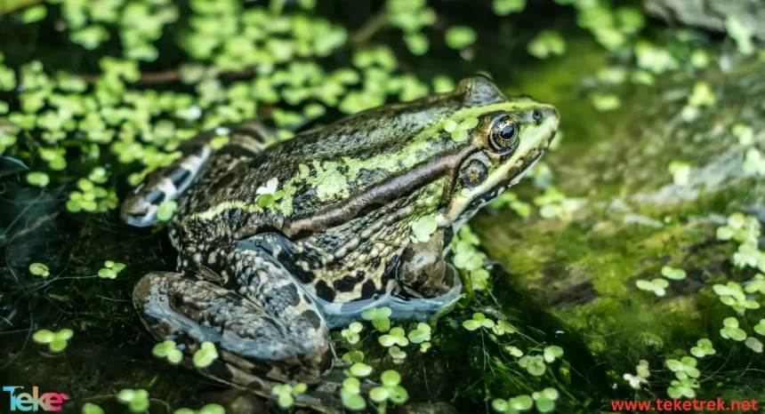 the mossy frog