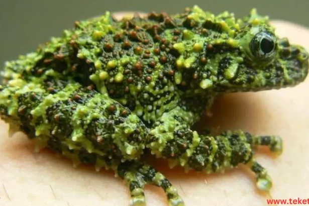 the mossy frog