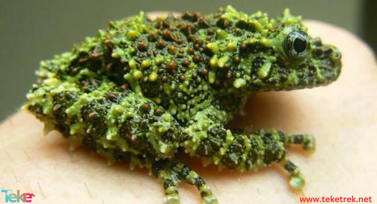 the mossy frog