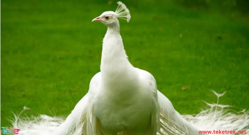 White peacock