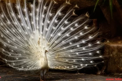 White peacock