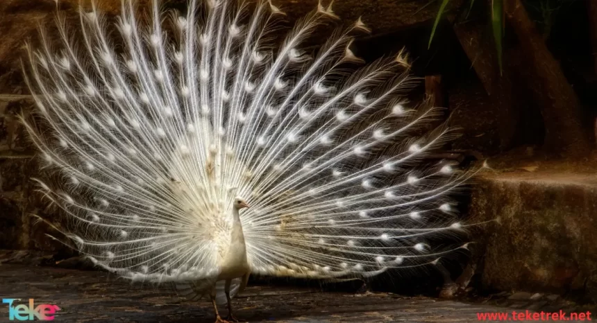 White peacock