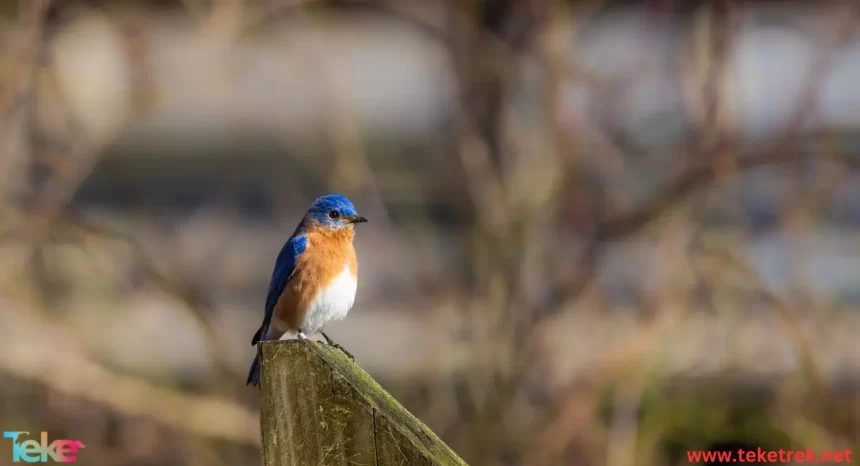 bluebird