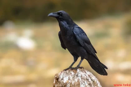 the Indian crow