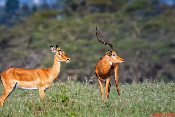 Red gazelle