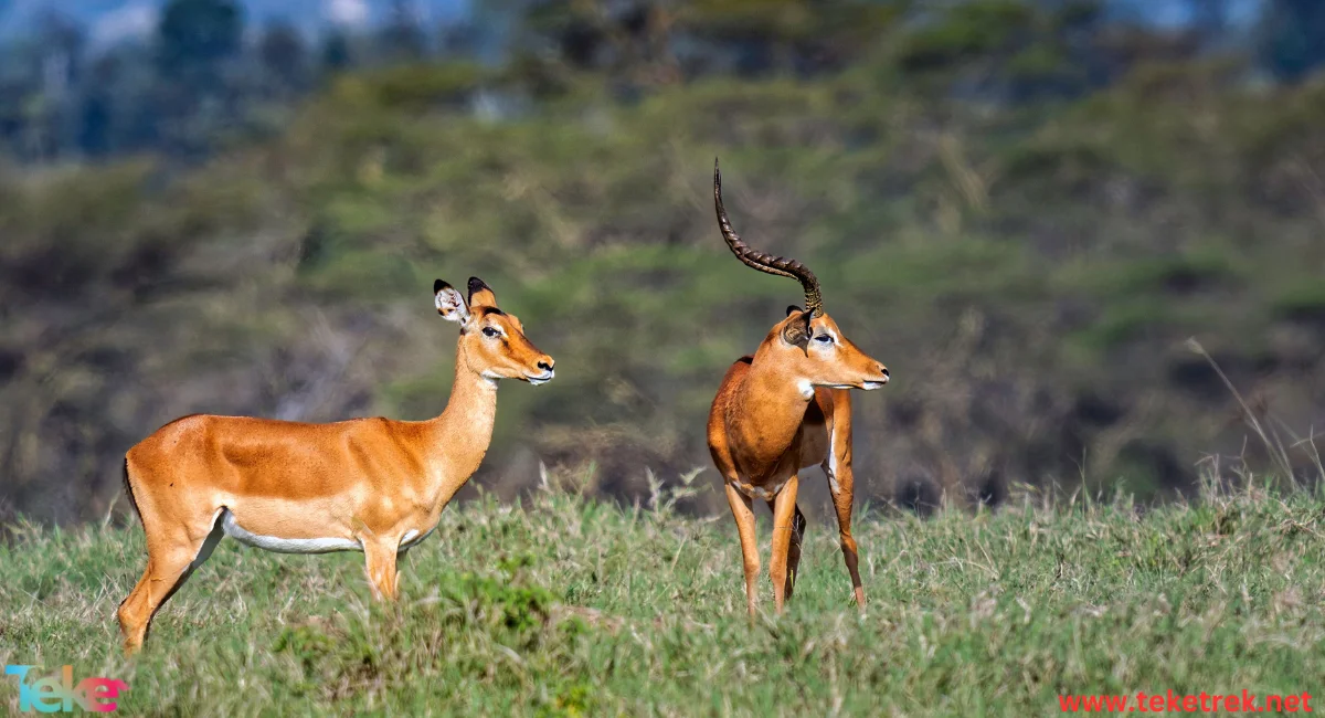 Red gazelle