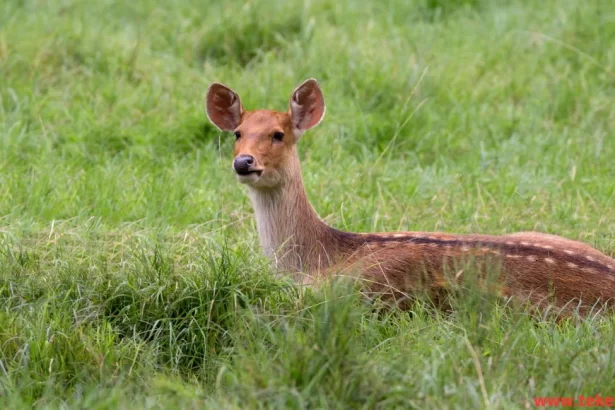 Water deer