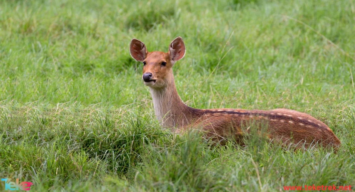 Water deer