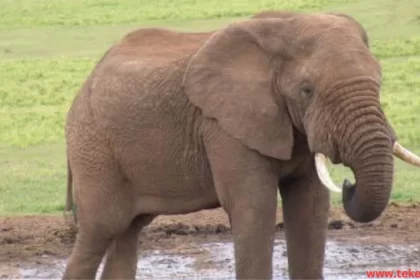 African elephants