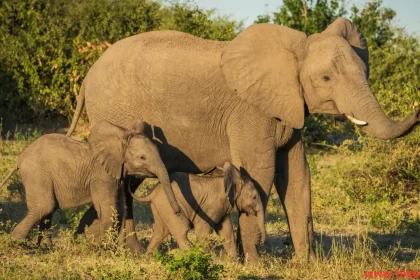 African elephants